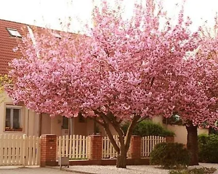 Kis Szarcsa Vendeghaz Pensjonat