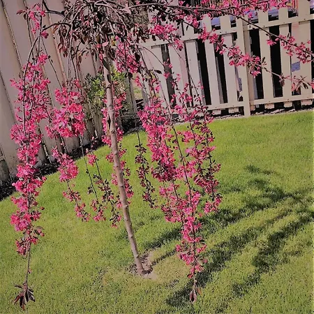 Kis Szarcsa Vendeghaz Gárdony